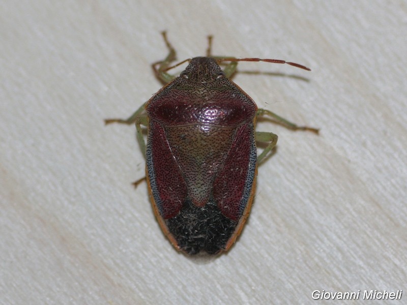 Pentatomidae:   Piezodorus lituratus f. liturata